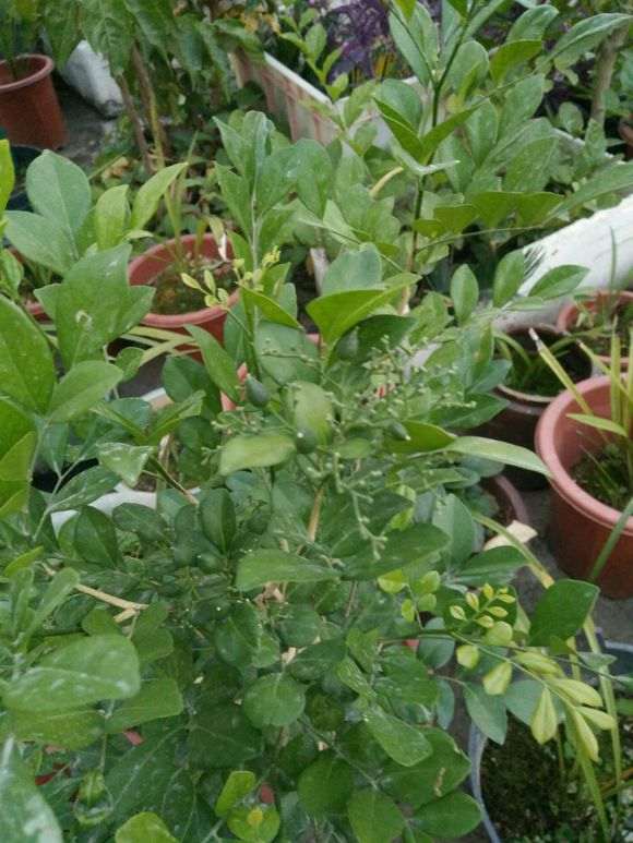 为什么九里香下山桩挂这么多果子 图片