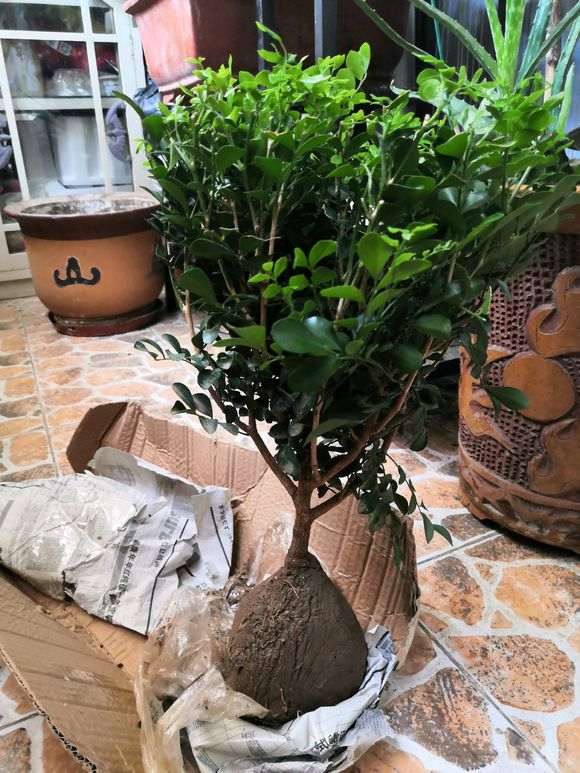 拼多多上买的九里香下山桩 怎么样 图片