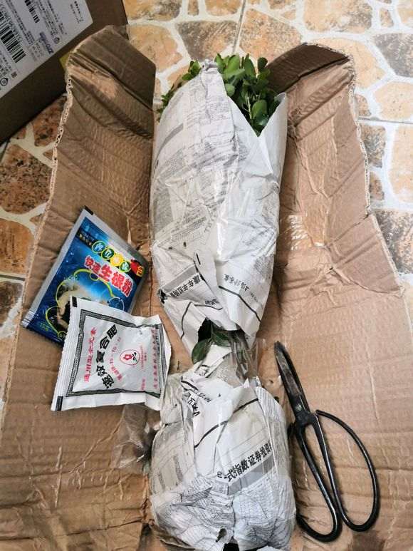 拼多多上买的九里香下山桩 怎么样 图片