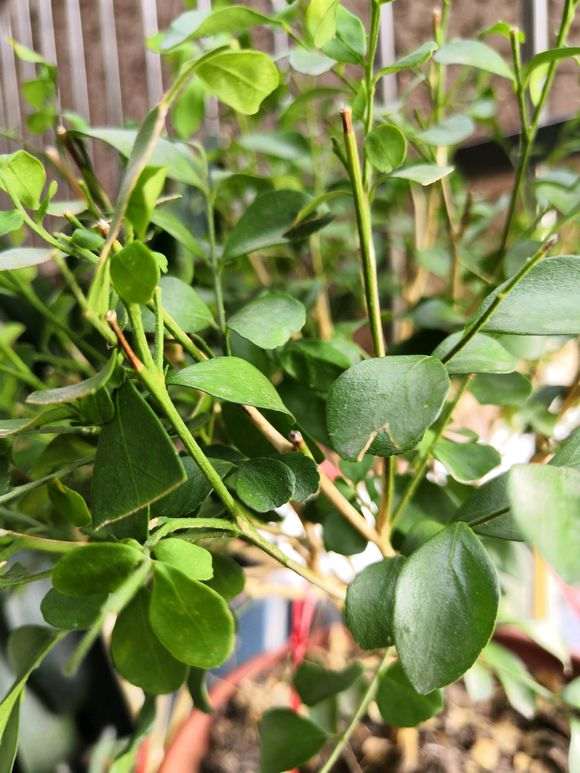 拼多多上买的九里香下山桩 怎么样 图片