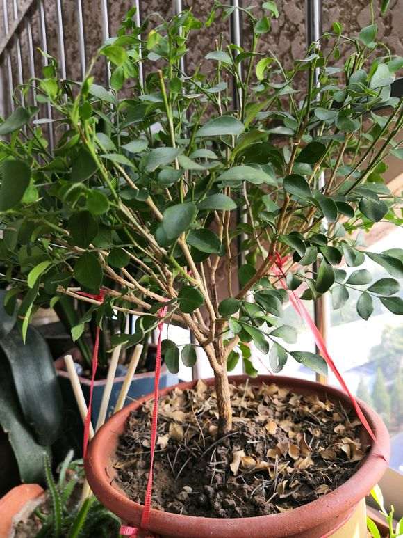 拼多多上买的九里香下山桩 怎么样 图片