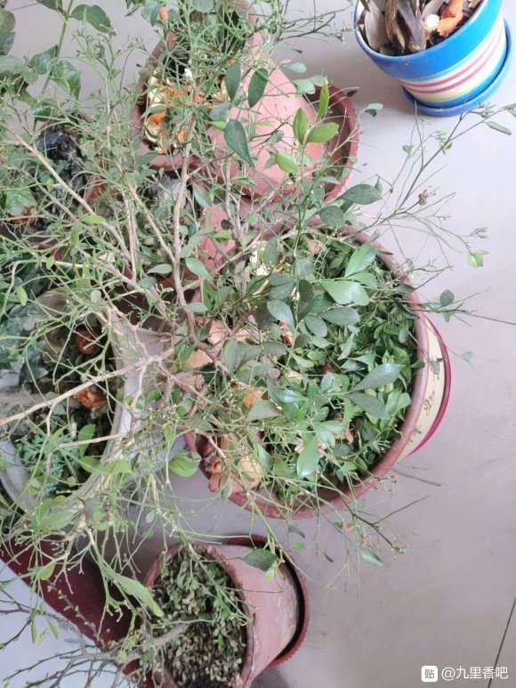 九里香下山桩叶子全落了 怎么办 图片