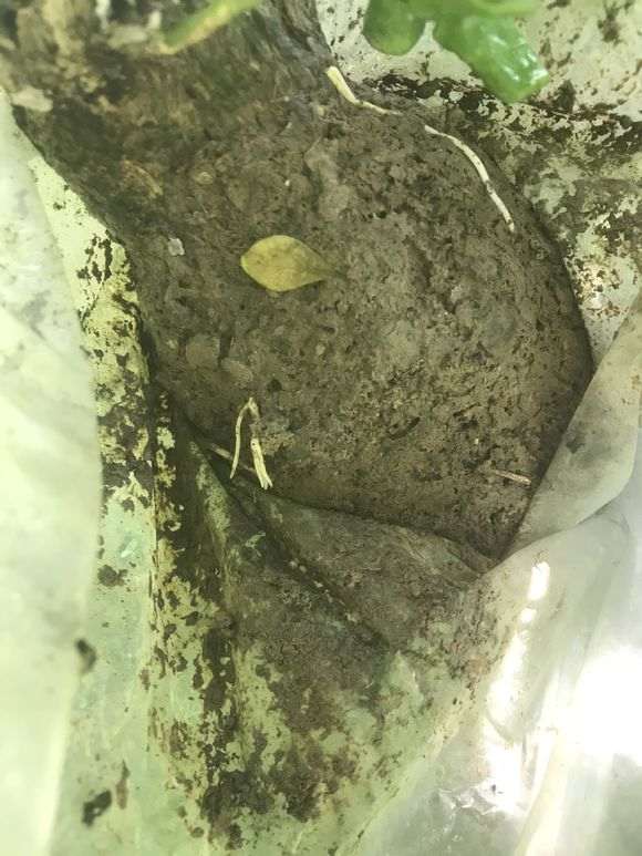 九里香下山桩怎么高压的方法 图片