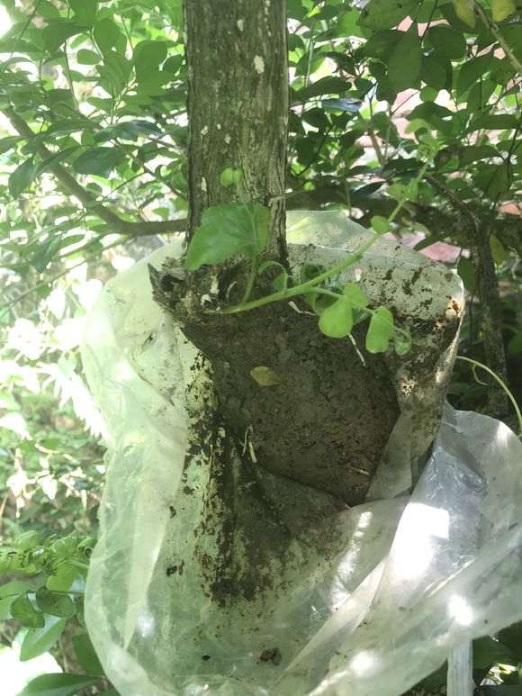 九里香下山桩怎么高压的方法 图片