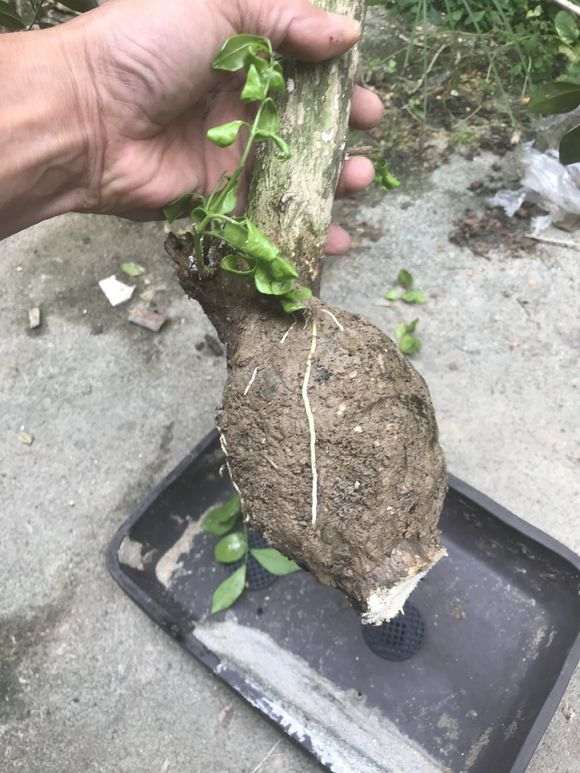 九里香下山桩怎么高压的方法 图片