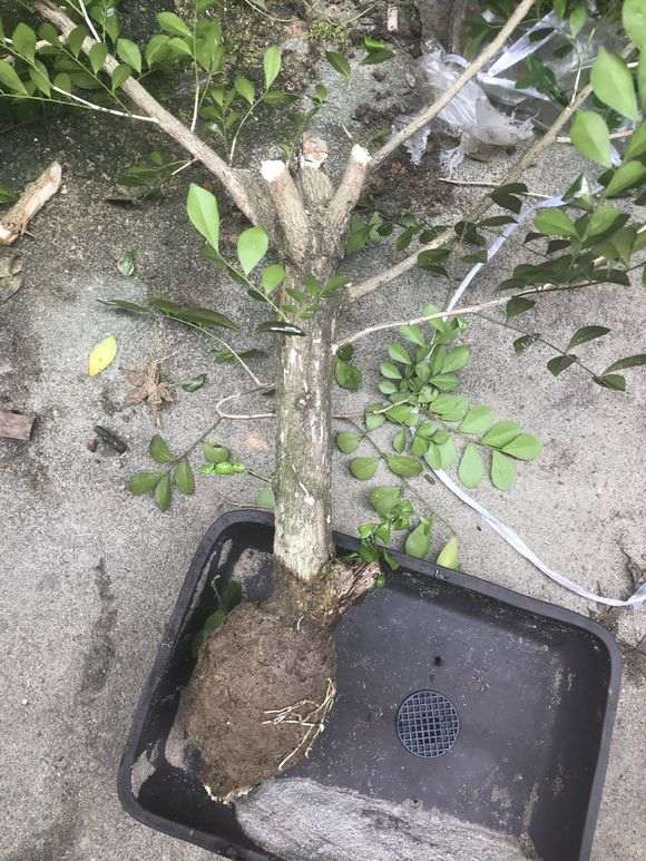 九里香下山桩怎么高压的方法 图片