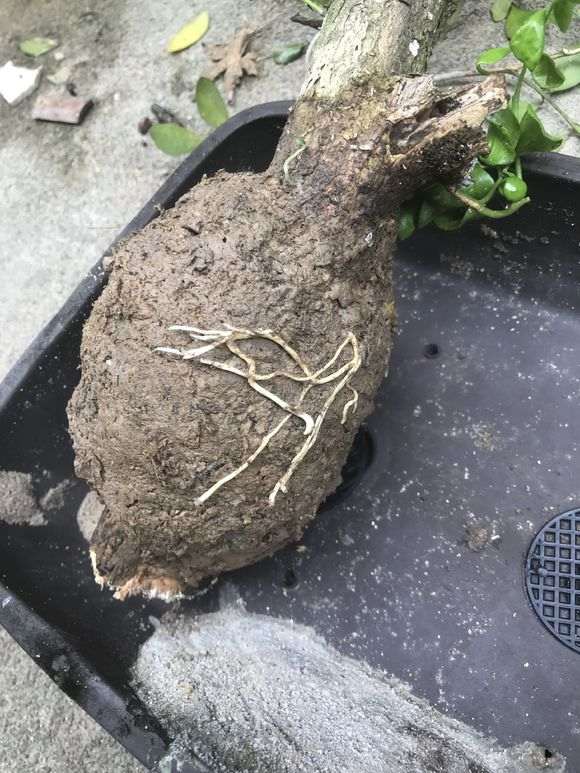 九里香下山桩怎么高压的方法 图片