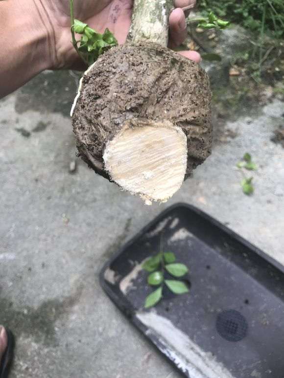 九里香下山桩怎么高压的方法 图片