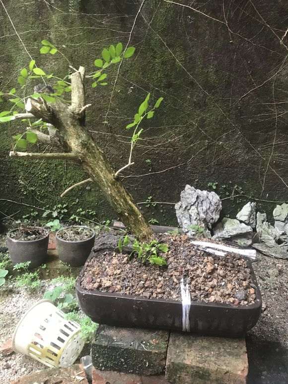 九里香下山桩怎么高压的方法 图片