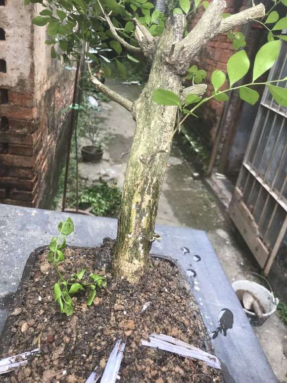 九里香下山桩怎么高压的方法 图片