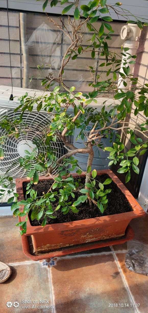 为什么九里香下山桩掉叶 怎么办 图片