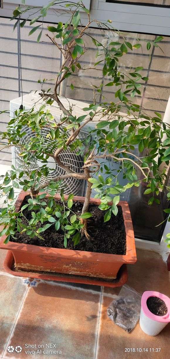 为什么九里香下山桩掉叶 怎么办 图片