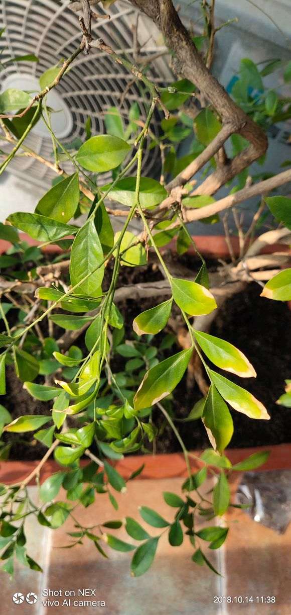 为什么九里香下山桩掉叶 怎么办 图片