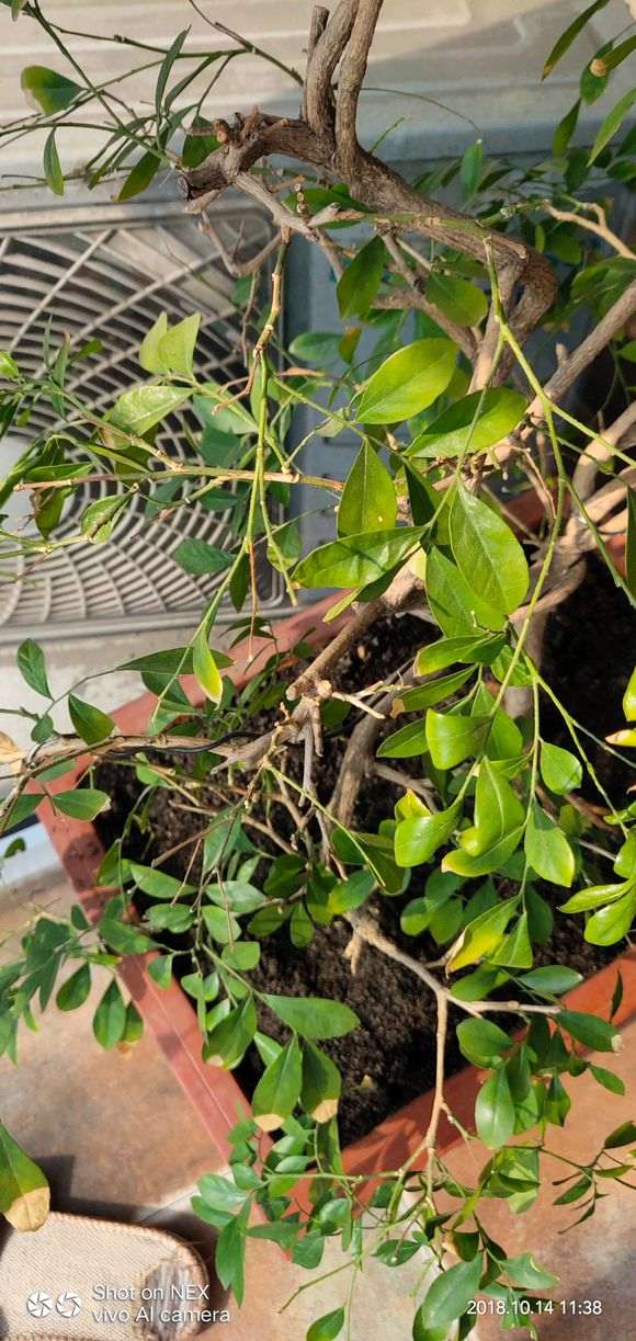 为什么九里香下山桩掉叶 怎么办 图片