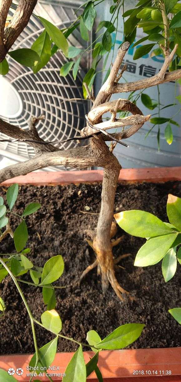 为什么九里香下山桩掉叶 怎么办 图片