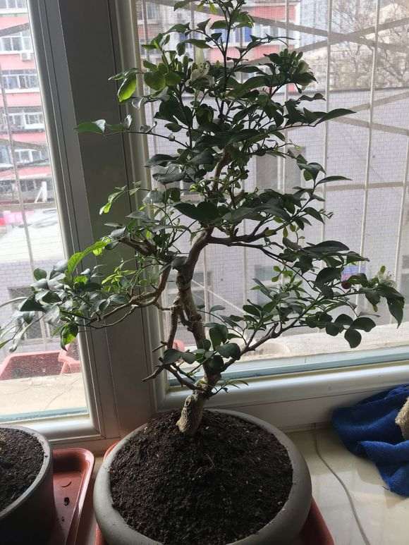 九里香下山桩怎么造型 最好 图片