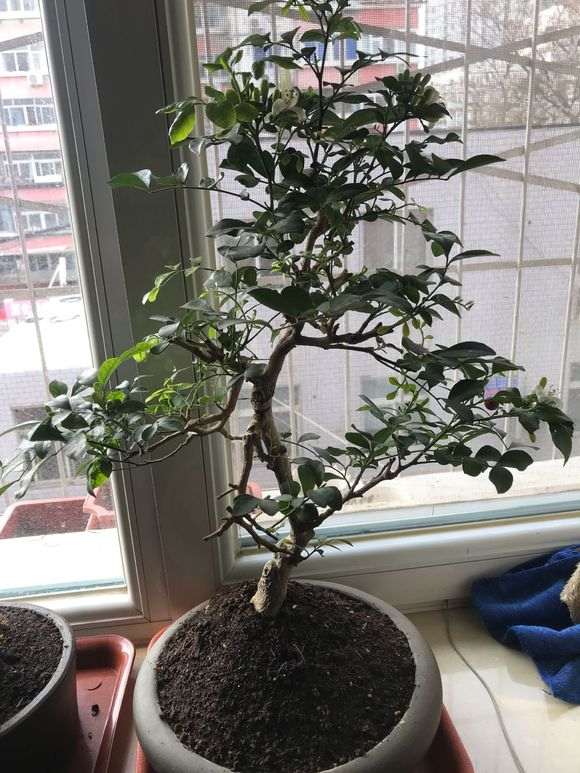 九里香下山桩怎么造型 最好 图片