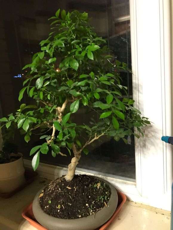 九里香下山桩怎么造型 最好 图片