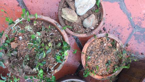 福建九里香下山桩与广东有什么区别 图片