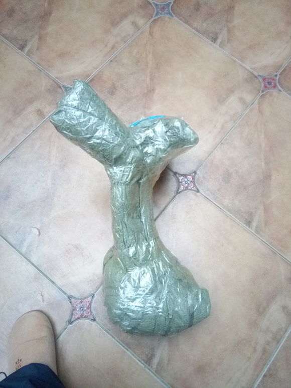 九里香下山桩怎么根也是干的 图片