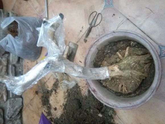 九里香下山桩怎么根也是干的 图片