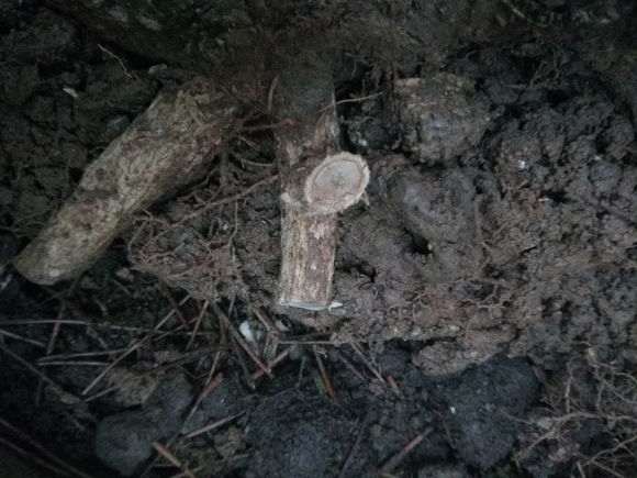 九里香下山桩怎么根也是干的 图片