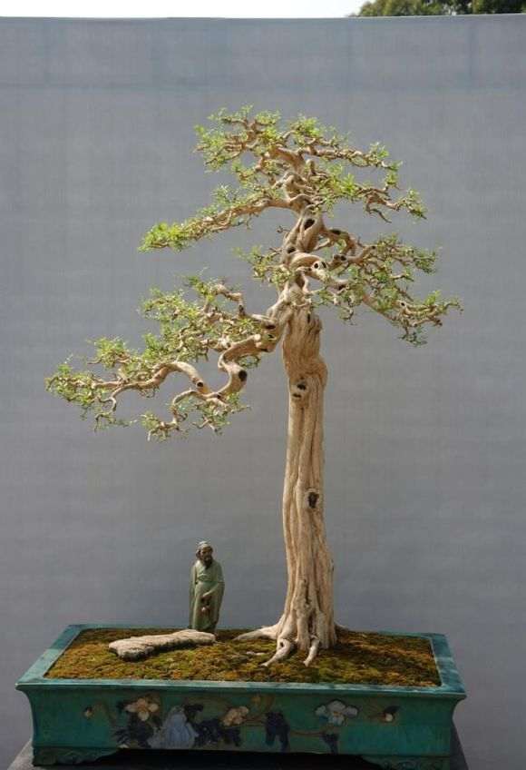 九里香下山桩怎么制作这样形状 图片