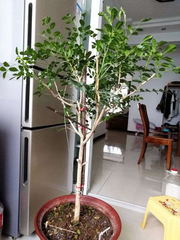 九里香下山桩怎么制作这样形状 图片