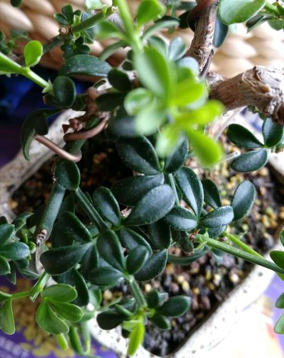 九里香下山桩吗 帮忙看看 是不是 图片