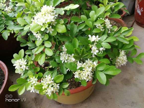 九里香下山桩吗 帮忙看看 是不是 图片