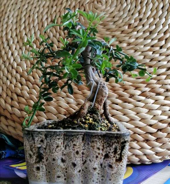 九里香下山桩吗 帮忙看看 是不是 图片