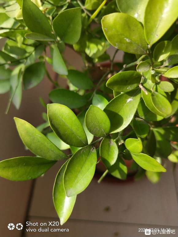 九里香下山桩 这是长了什么虫子 图片