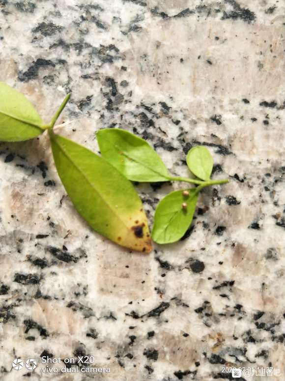 九里香下山桩 这是长了什么虫子 图片