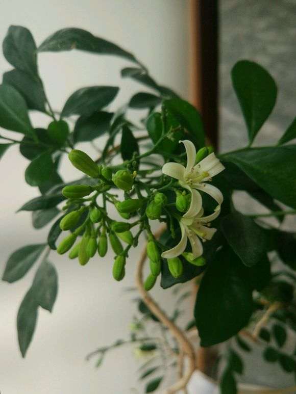 九里香下山桩怎么这么多花苞 图片