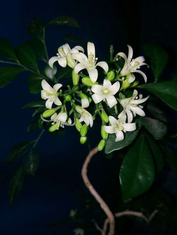 九里香下山桩怎么这么多花苞 图片