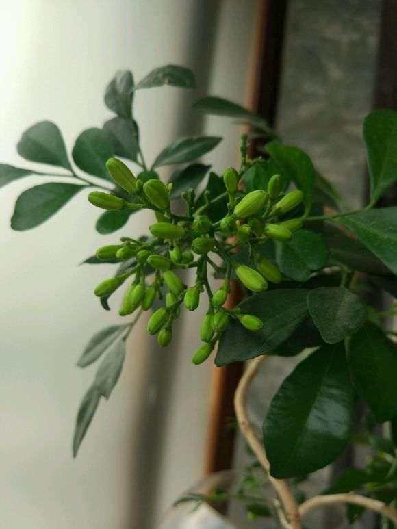 九里香下山桩怎么这么多花苞 图片