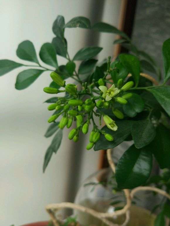 九里香下山桩怎么这么多花苞 图片