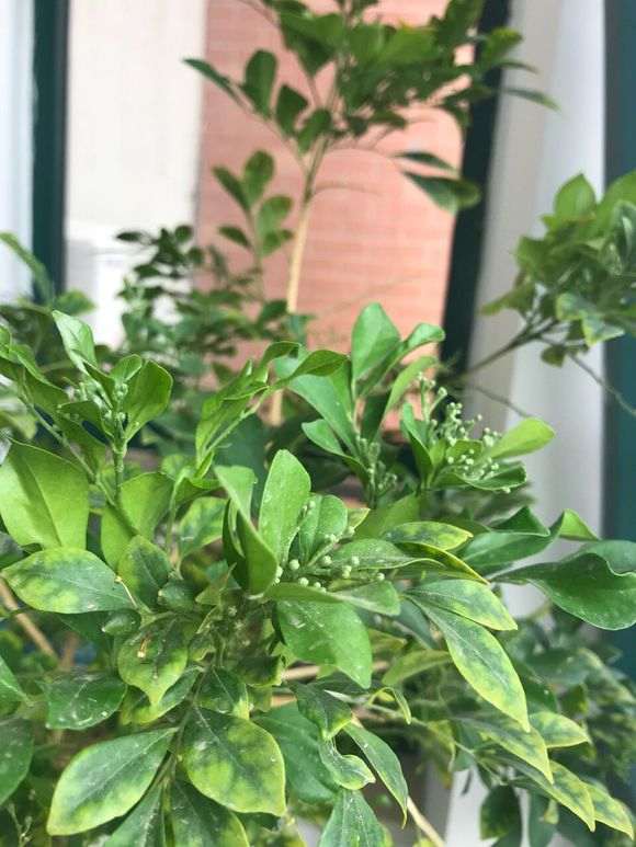 九里香下山桩需要多久开花 图片