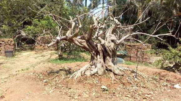 盆栽九里香下山桩能长多大 怎么办 图片