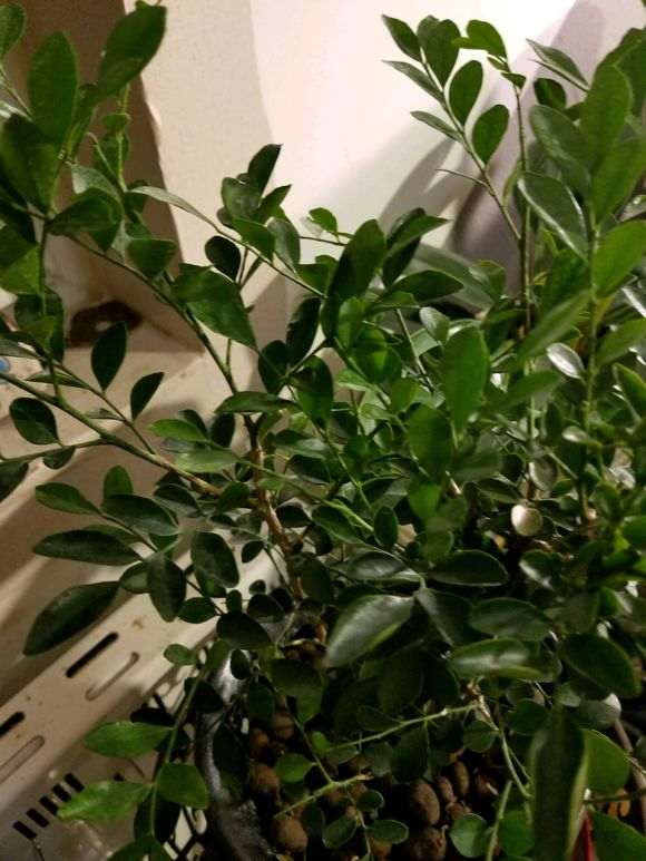 九里香下山桩 不开花 怎么办 图片