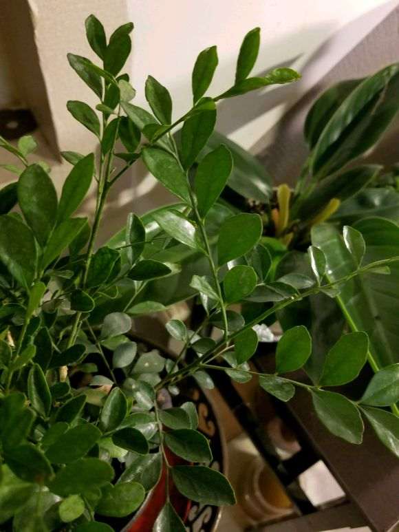 九里香下山桩 不开花 怎么办 图片