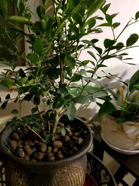 九里香下山桩 不开花 怎么办 图片