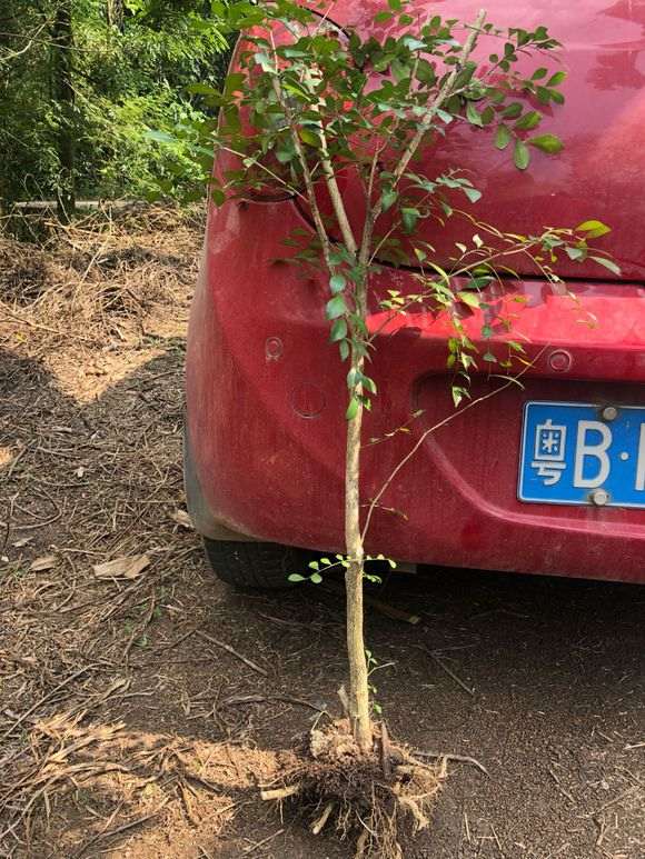 九里香下山桩 秋季可以移植吗 怎么样 图片