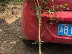 九里香下山桩 秋季可以移植吗 可以吗 图片