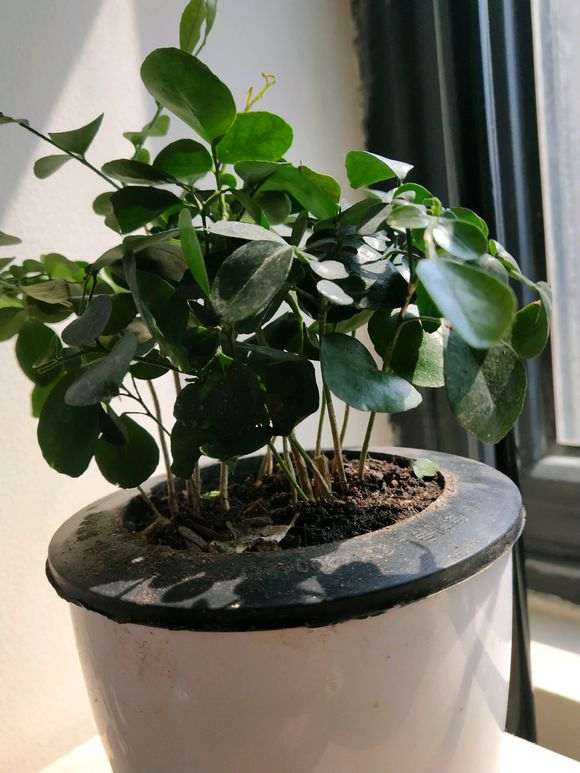 九里香下山桩为什么不养老桩 怎么办 图片