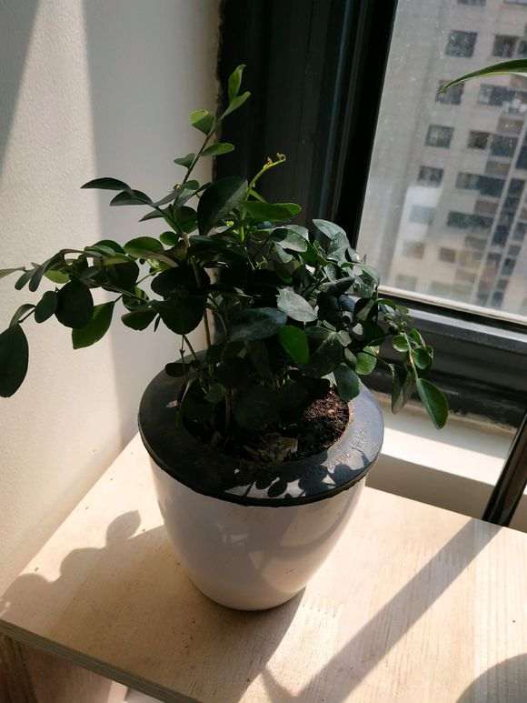 九里香下山桩为什么不养老桩 怎么办 图片