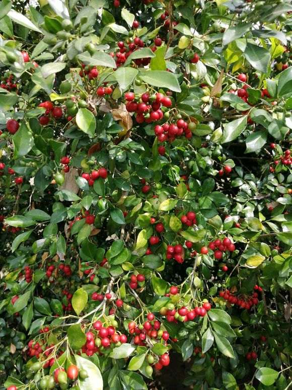 九里香下山桩 每年都正常结果吗 图片