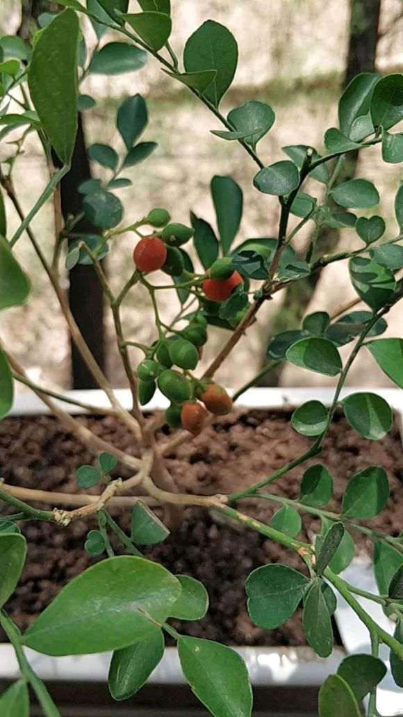 九里香下山桩 每年都正常结果吗 图片