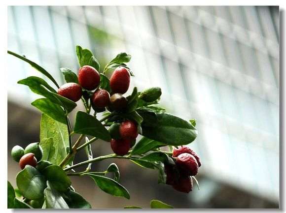 九里香下山桩 每年都正常结果吗 图片