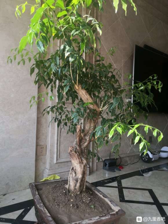 九里香下山桩现在需要修剪吗 图片